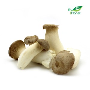 BOCZNIAK MIKOŁAJKOWY (ERYNGII) ŚWIEŻY BIO (POLSKA) (około 0,20 kg)